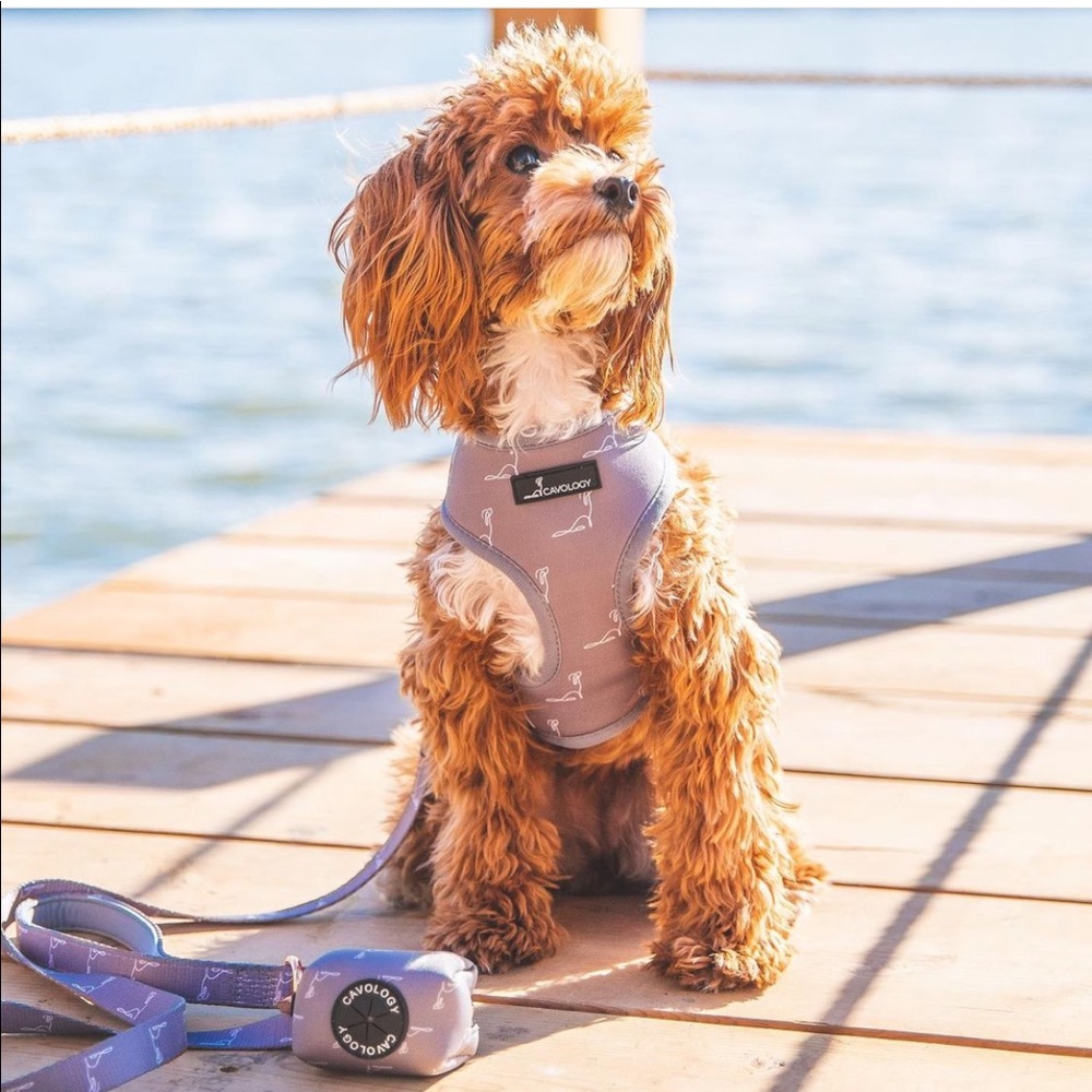 Cavology Dog bundle